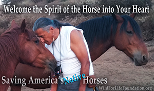 Welcome the spirit of the Horse into Your Heart